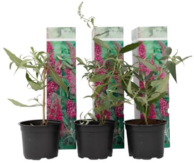 Plant in a Box - Buddleja davidii 'Délice rose' - Set de 3 - Arbuste à papillons résistant à l'hiver pour le jardin - Pot 9cm - Hauteur 25-40cm