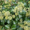 3 x Hedera Colchica 'Arborescens'- Strauch-Efeu 'Arborescens' 30-40 cm im Container