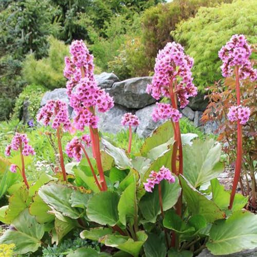 30 pcs bergenien winterhart samen, blumensamen gastgeschenk, samen (Bergenia cordifolia) schnittblumen samen, zimmerpflanzen samen pflanzen winterhart, blumengeschenk kräuter samen,