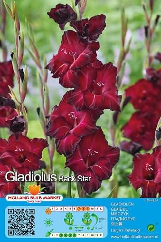 Gladiolenzwiebeln : Gladiolus - Gladiole  Back Star  5 Blumenzwiebeln