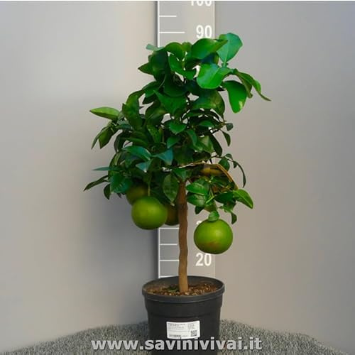 SAVINI VIVAI Pianta di Pompelmo Albero di Agrumi Pompelmo Rosa in Vaso da 20 cm Altezza 70 cm 2-3 Anni di innesto Made Italy