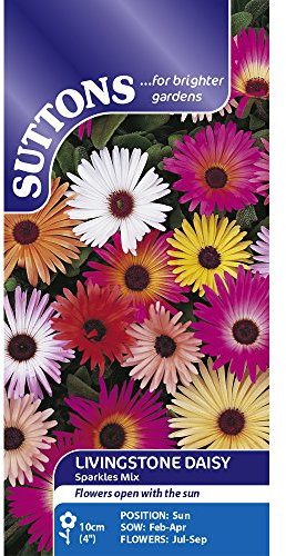 Suttons Seeds Livingstone Daisy Sparkles Mix Seeds