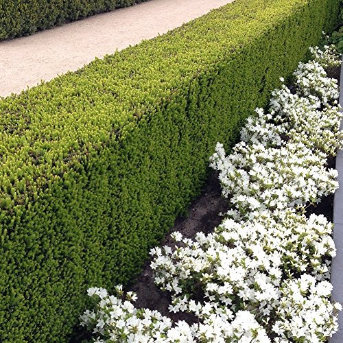 Stauden Gänge 10 x Taxus media 'Hillii' Becher winterhart