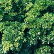 Parsley Extra Curled Dwarf Petroselinum crispum 2,000 Seeds