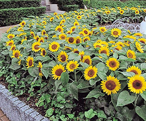 GIRASOLE EXTRA NANO DA VASO NR.20 SEMI