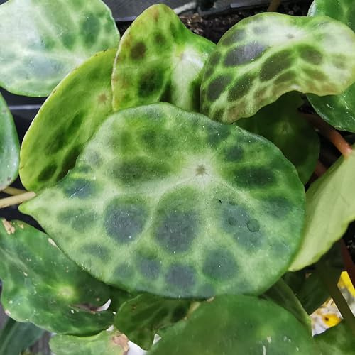 RARITÄT BLATTSTECKLING : Begonia kingiana, Begonie - Zimmerpflanze