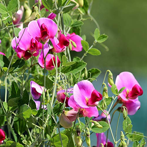 TOYHEART 50 Stück Premium-Blumensamen, Pflanzensamen Rustikal Schnell Wachsende Mehrfarbige Erbsen-Samen Für Den Garten Lila