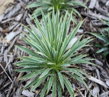 30 pièces de graines de plantes Yucca Nana