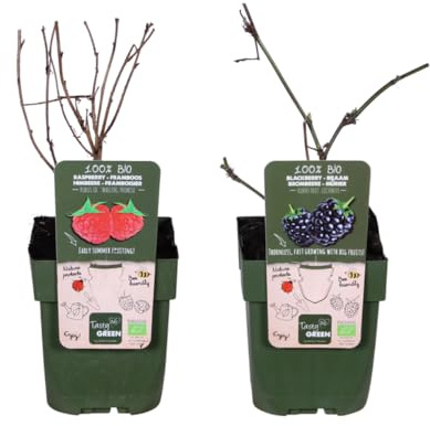 Mezcla de zarzamora y frambuesa - Rubus idaeus Lochness Bio & Rubus ideaus Malling Promise Bio - 20cm - Ø9cm - Planta de jardín