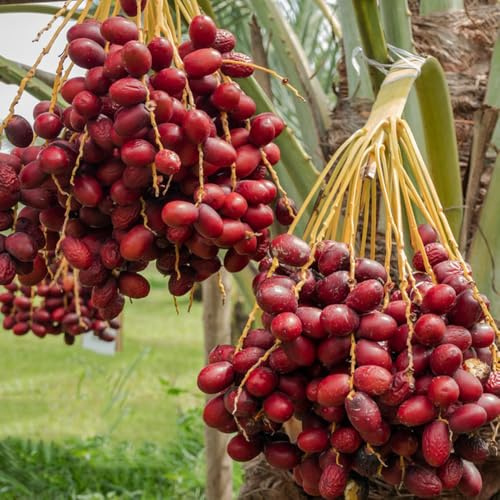 semi di palma da datteri - palma da datteri - datteri sapote, resistenti giardino di resistente 35pcs