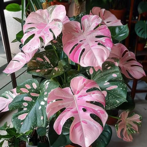 monstera pflanze samen kräuter samen garten alte sorten saatgut gewächshaus balkon dekopflanzen gartenpflanzen winterhart pflanztöpfe büropflanzen - Seltene Pflanzenserie - 40pcs