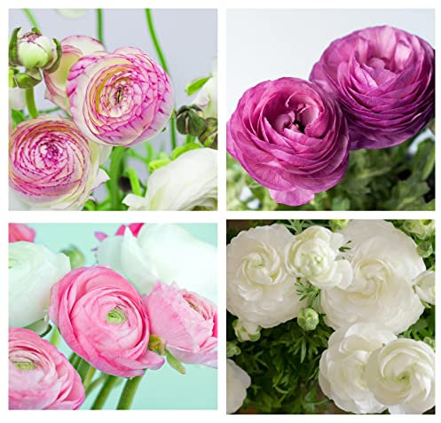 40 x Ranunculus Pastel Mix Beautiful Spring Summer Flowering Bulbs Persian Buttercup Aviv Cut Flowers Hardy Garden Perennial Ready to Plant Corms Size 5/6