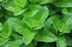 Genipap 100 semillas de menta