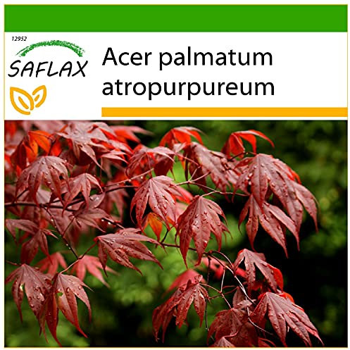 SAFLAX - Arce japonés - 20 semillas - Con sustrato estéril para cultivo - Acer palmatum