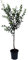 Mirabelle von Nancy, aromatisch historische Sorte Mirabellenbaum Buschbaum 110-140 cm St.Julien A