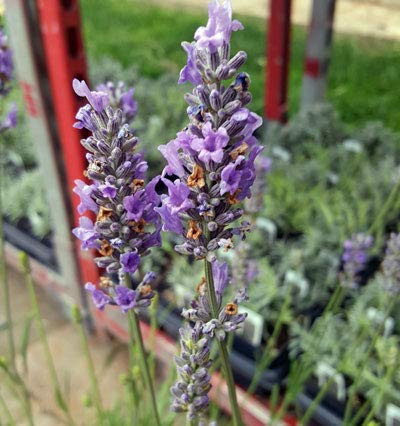 L+ French Provence Lavender — 4 Live Plants in 4 Pots — Blue-Purple Flowers — Fragrant, Bee-Friendly, Drought & Deer Resistant Perennial — Zones 5–9, Cut Flower & Sachet