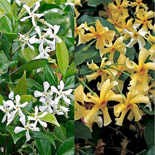 Sternjasmin 3er Set Gelb (2) & Weiß (1) - Toskanischer Sternjasmin - 3 x Kletterpflanzen winterhart - 3 x 1,5 L Topf - Jasmin - bis zu 400cm hohe & 100cm breite Hecke möglich - 3 für den Preis von 2