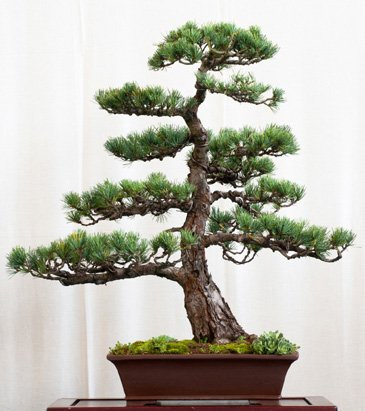 Seedeo Bonsai Anzuchtset Mädchenkiefer (Pinus parviflora)
