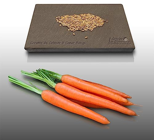 500 graines à semer - Le Grenier d'Abondance - CAROTTE De Colmar à coeur rouge - Daucus Carota