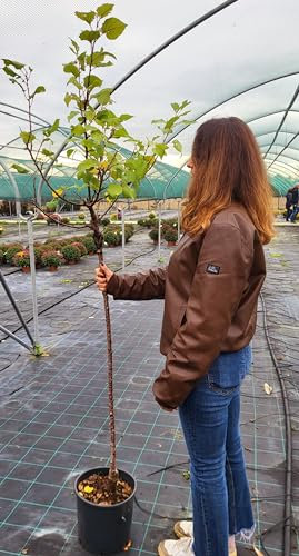 POWERS TO FLOWERS - PIANTA DI ALBICOCCA, ALBICOCCO PISANA, VASO 20CM DIAMETRO, ALTEZZA 160CM, pianta vera