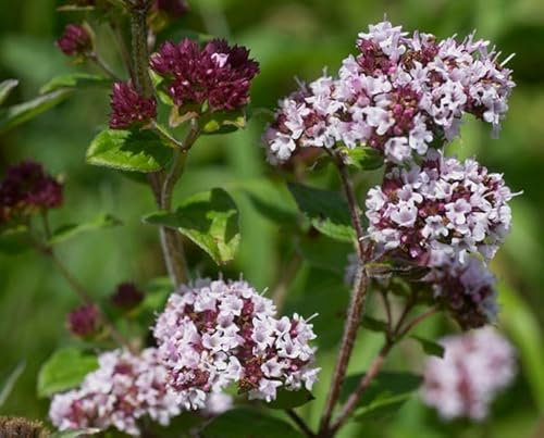 1 Pack of 1000 SEEEDS Wild Marjoram