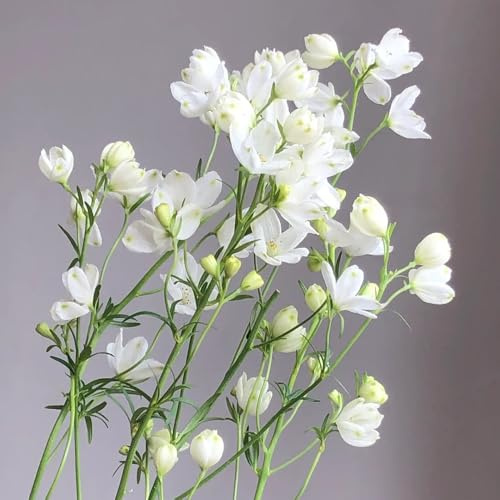 delphinium - Delphinium - de interior raras de primavera, resistentes en macetas balcón cortadas jardín balcón con en macetas resistentes al aire 160semillas