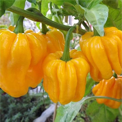 semi di PEPERONCINO HABANERO GIALLO
