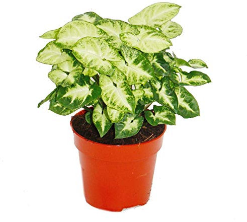 Exotenherz - Pourpre - SyngoniumPixie - 1 plante - Facile d'entretien - Purificateur d'air - Pot de 12 cm