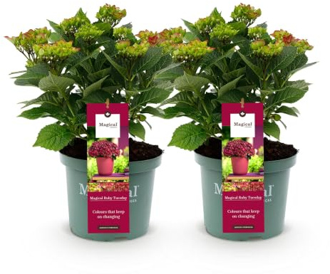 Hortensias para Jardín y Terraza, Azul y Rosa, Set de 2, Maceta 23cm, 55cm