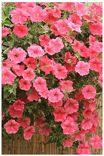 PREMIER SEEDS DIRECT Trailing Petunia - Velvet F1 - Salmon Shades F1-20 PELLETS