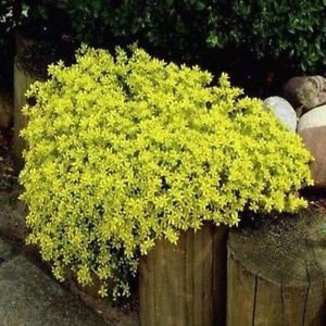 Sedum oro Carpet semi succulente (Sedum acre) 200 + Semi