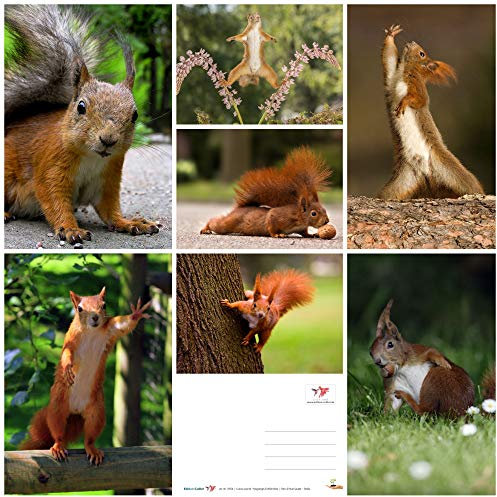EDITION COLIBRI Tier Postkarten-Set: Eichhörnchen, 7 verschiede Motive, Postkarten Kinder, A6, Mitgebsel Kindergeburtstag, Geschenk Grundschüler, Adventskalender