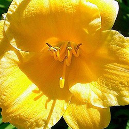 6 x Hémérocalle 'Stella De Oro' - Hemerocallis 'Stella De Oro' - Godet 9x9 cm, Fleurs Jaune Or, Floraison Répétée