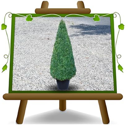 Buxus rotundifolia cône buis plante pour haie en pot de 26 cm. Hauteur 120-130 cm.