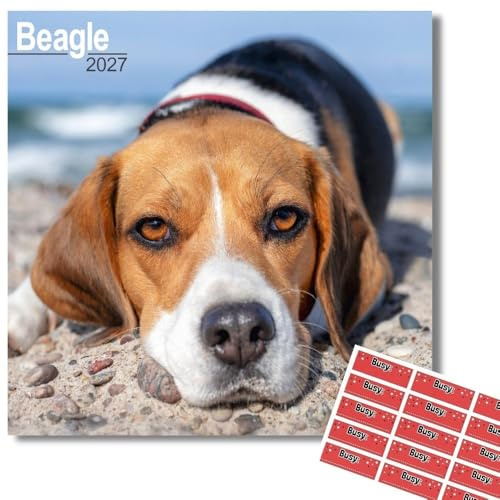 Avonside Beagle 2027 Calendar with Organisational Stickers, 16 Month Square Wall Calendar (Sept 2026 - Dec 2027), UK Planner for Dog Lovers, For Home or Office, 11.6 x 11.6 in