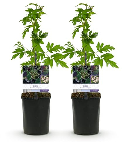 GreenboutiQ - Obstpflanze - Brombeere - Rubus Thornfree Evergreen - Schwarze Brombeere - Dornlos - 2 Pflanzen - Topf 11cm Höhe 40cm