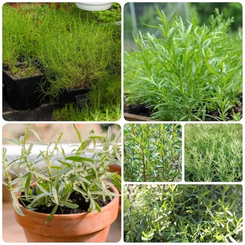 semi di dragoncello, antichi freschi di dragoncello da giardino tappezzanti, biologiche dell'orto, 150pcs