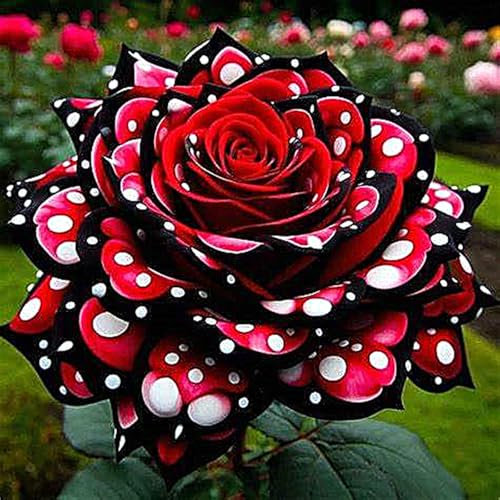 Rosen Zwiebeln, Kletterpflanzen,Winterhart MehrjäHrig,Gartenblumen,Rosenrhizom,Duftende Blumen,Topfpflanzen, Winterharte, Rosen, Rosen Pflanze-2rhizome-H