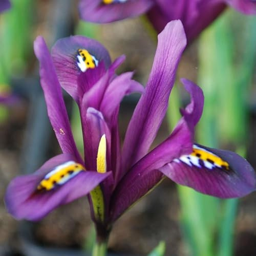 Votaniki Iris Reticulata J.S. Dijt - Hardy Perennial, Iris ‘J.S. Dijt’ (Dwarf Iris) Bulbs for Planting | Easy to Grow, Vibrant Spring Garden Displays, Fragrant Flowers Bulbs (25 Pack)