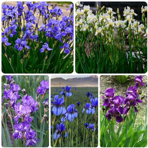 Bulbi di iris resistenti - esotiche decorazioni da giardino 15pcs