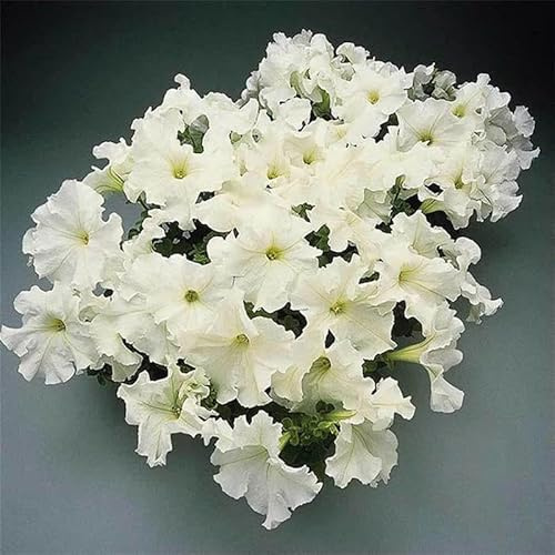 Supercascade Petunia Series White ~25 Seeds – Large Blooms for Hanging Baskets, Containers & Beds – Annual Flower, Non-GMO, Easy to Grow – Full Sun – Garden Color Mix