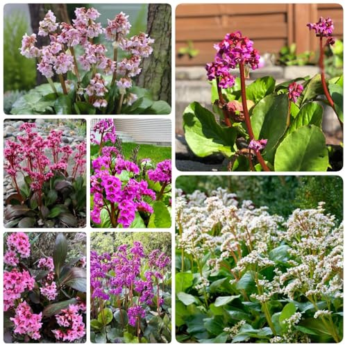 Semillas de Bergenia, decoración de jardín para exterior Bergenia cordifolia, decoración de la sala de estar cobertura del suelo raras 30pcs