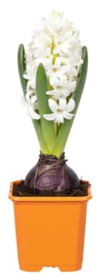 Bulbo Natural DECOALIVE Jacinto Planta Perfumeada de Fácil Mantenimiento y Gran Bellez
