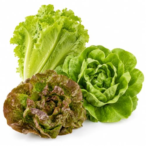 Semi Miscuglio di Lattughe – Mix Varietà da Taglio e da Orto – 500 Semi di Insalata Colorata e Croccante – Facile da Coltivare in Orto, Vaso, Balcone e Giardino
