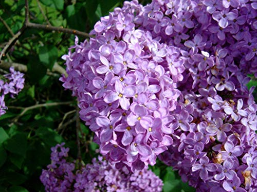 Common Lilac Bush - Lavender Purple Blooms - Live Plant Shipped 1 to 2 Feet Tall by DAS Farms
