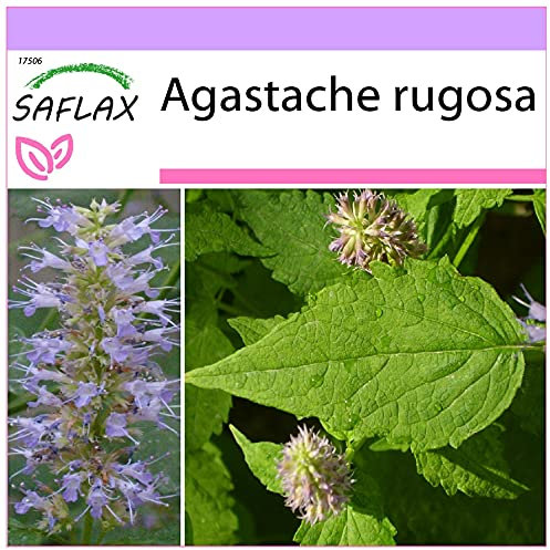 SAFLAX - Menta coreana - 1200 semi - Agastache rugosa