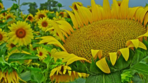 di semi di girasole, GIGANTE MAMMUT, grande testa, 8 semi! Groco #