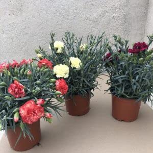 Clavel Pack 6 Plantas Naturales (DIANTHUS CARNELIA) maceta de 13 cm