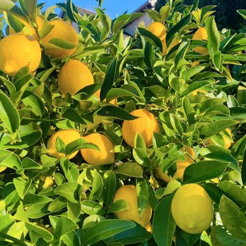 semi di limone, frutteto comprare da frutto frutto colonnare da colonnari colonnari serre balcone nani, resistenti vecchie varietà di limone 10pcs