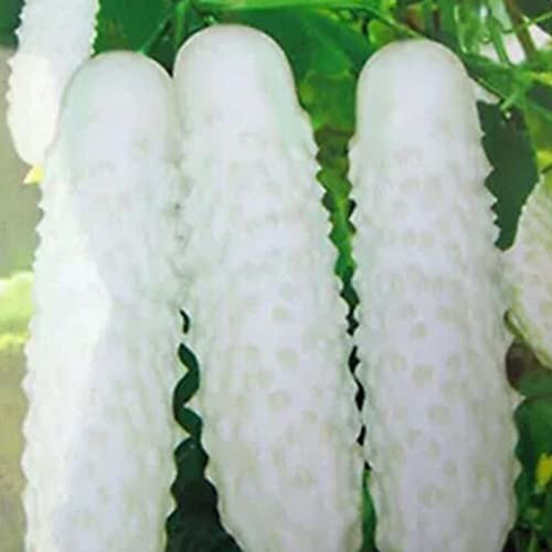 100 Pièces Graines de Concombre, Graine de Légumes Concombres à Semer, Naturelle Semences de Concombres pour Le Jardin et Potager, Rendement Économe en Eau, Facile à Cultiver (Blanc)
